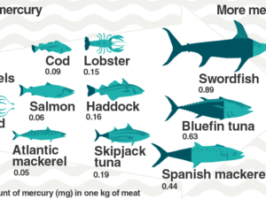 اثرات جیوه بر ماهی