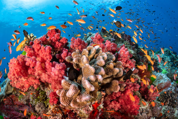 نابودی صخره های مرجانی