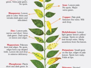 مسمومیت های عناصر در گیاهان