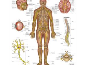جزوه آناتومی سیستم عصبی