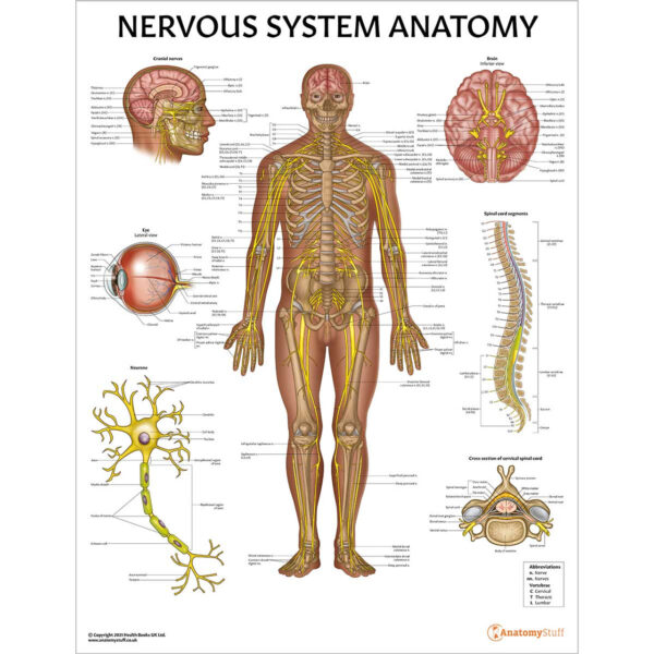 جزوه آناتومی سیستم عصبی