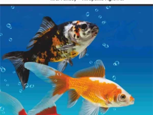 جزوه درس ماهی شناسی عمومی